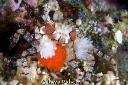Boxer crab with eggs by Larry Polster 